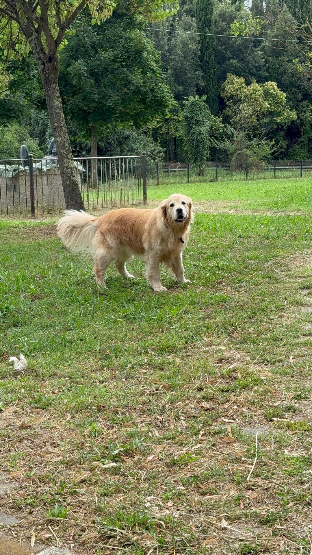 Happy dog in a green garden